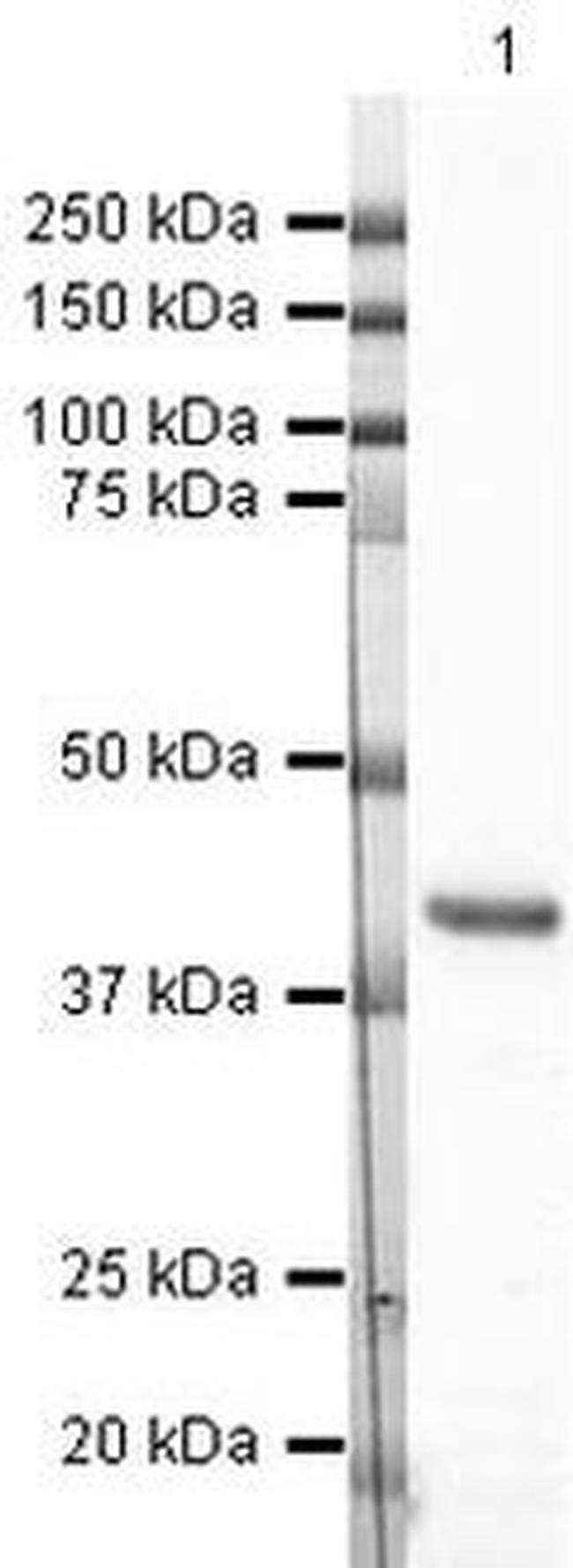 GAP43 Antibody in Western Blot (WB)