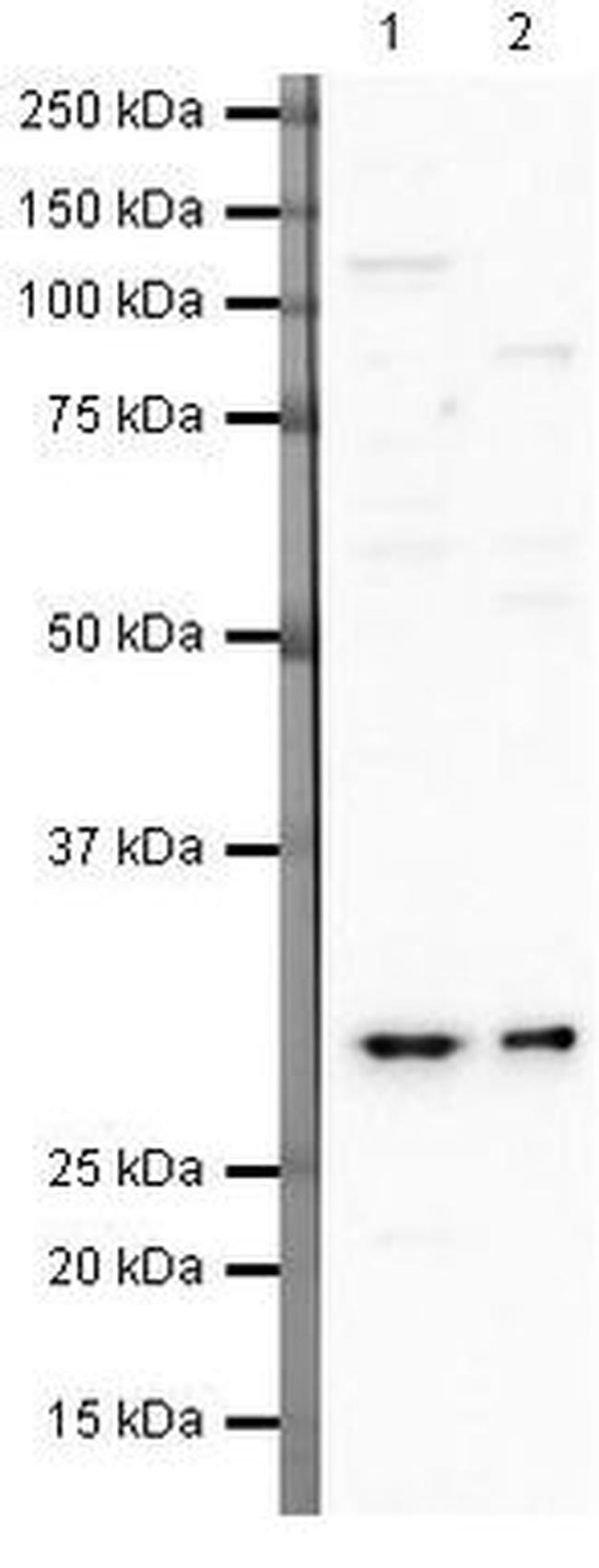 FKBP25 Antibody in Western Blot (WB)