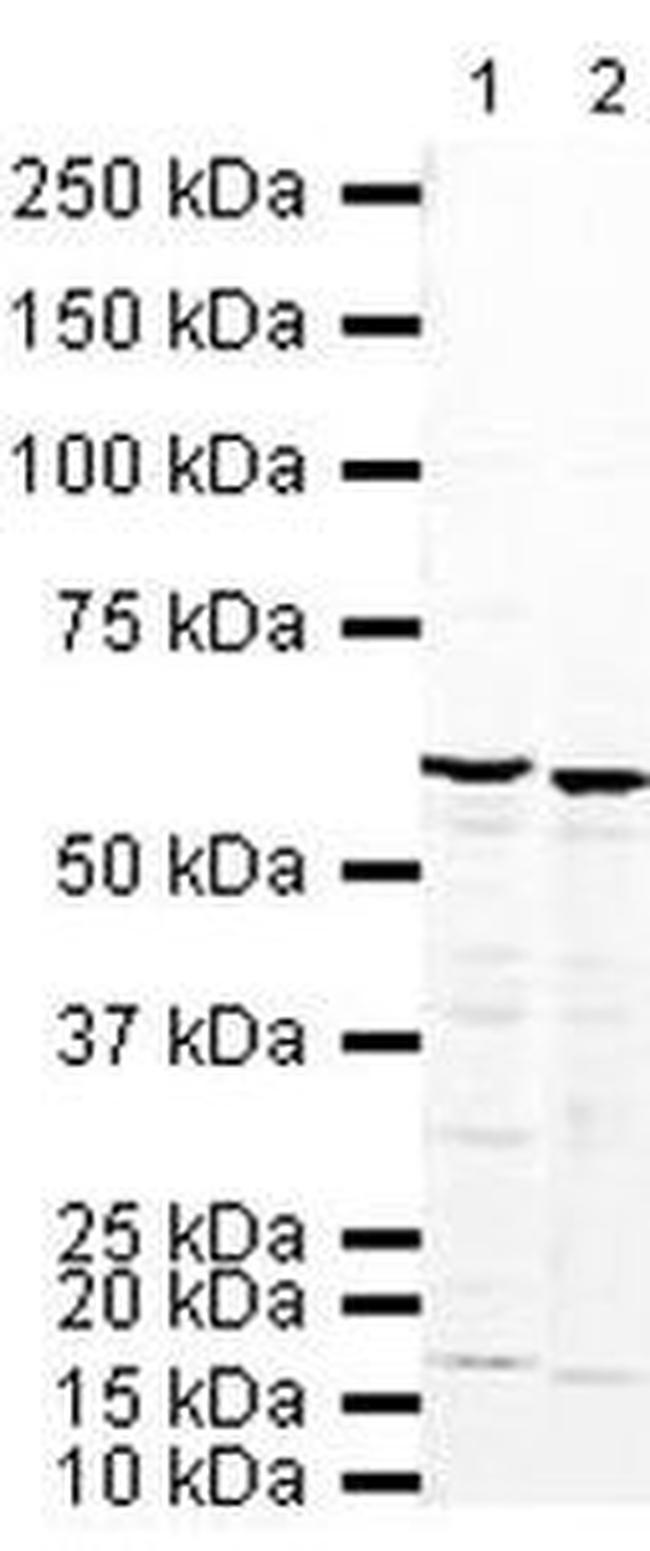 hnRNP K Antibody in Western Blot (WB)