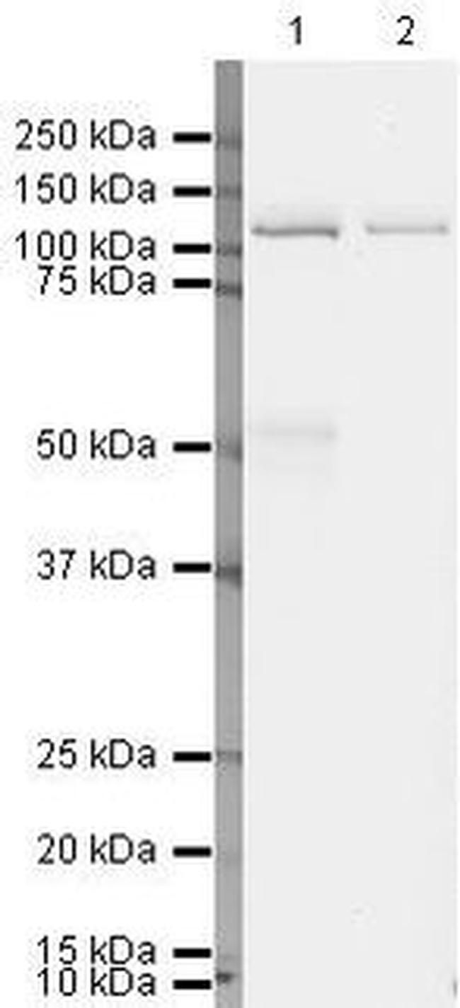 N-cadherin Antibody in Western Blot (WB)