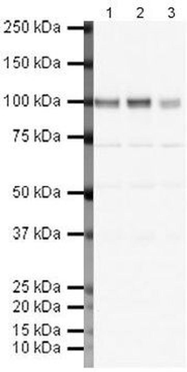 GluR2 Antibody in Western Blot (WB)