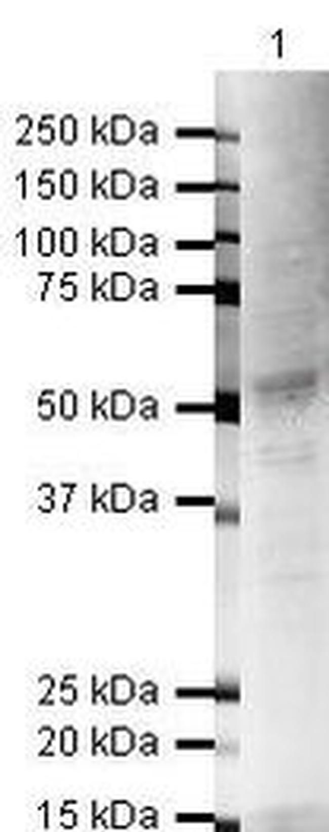 FOXA2 Antibody in Western Blot (WB)