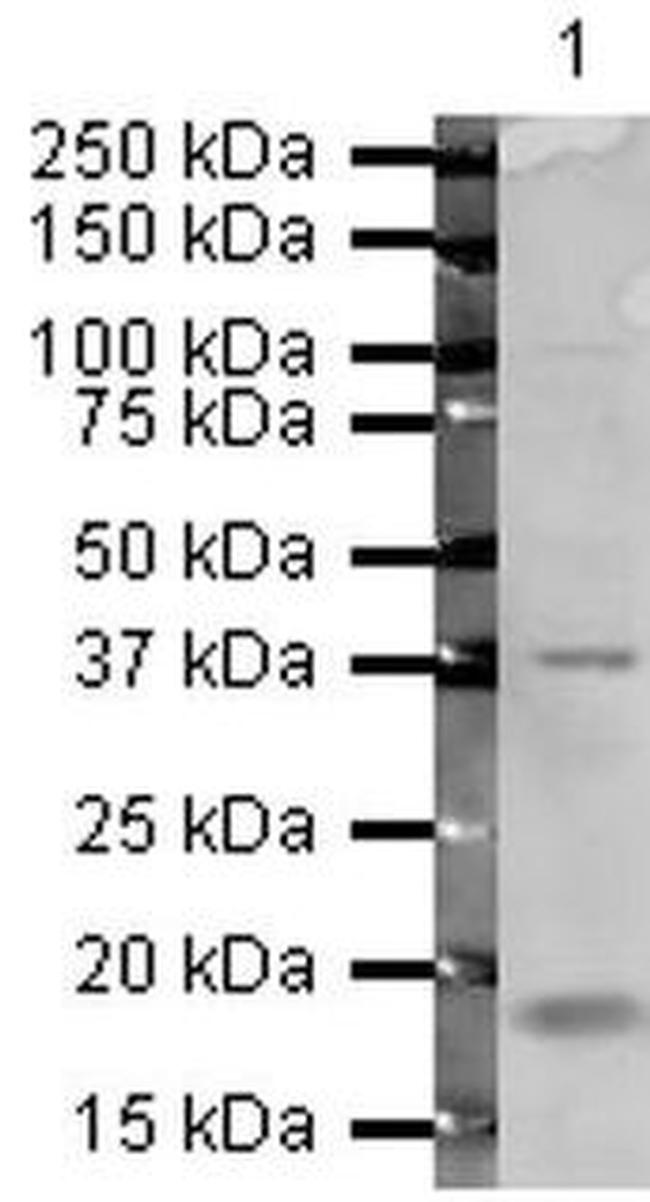 ATF4 Antibody in Western Blot (WB)