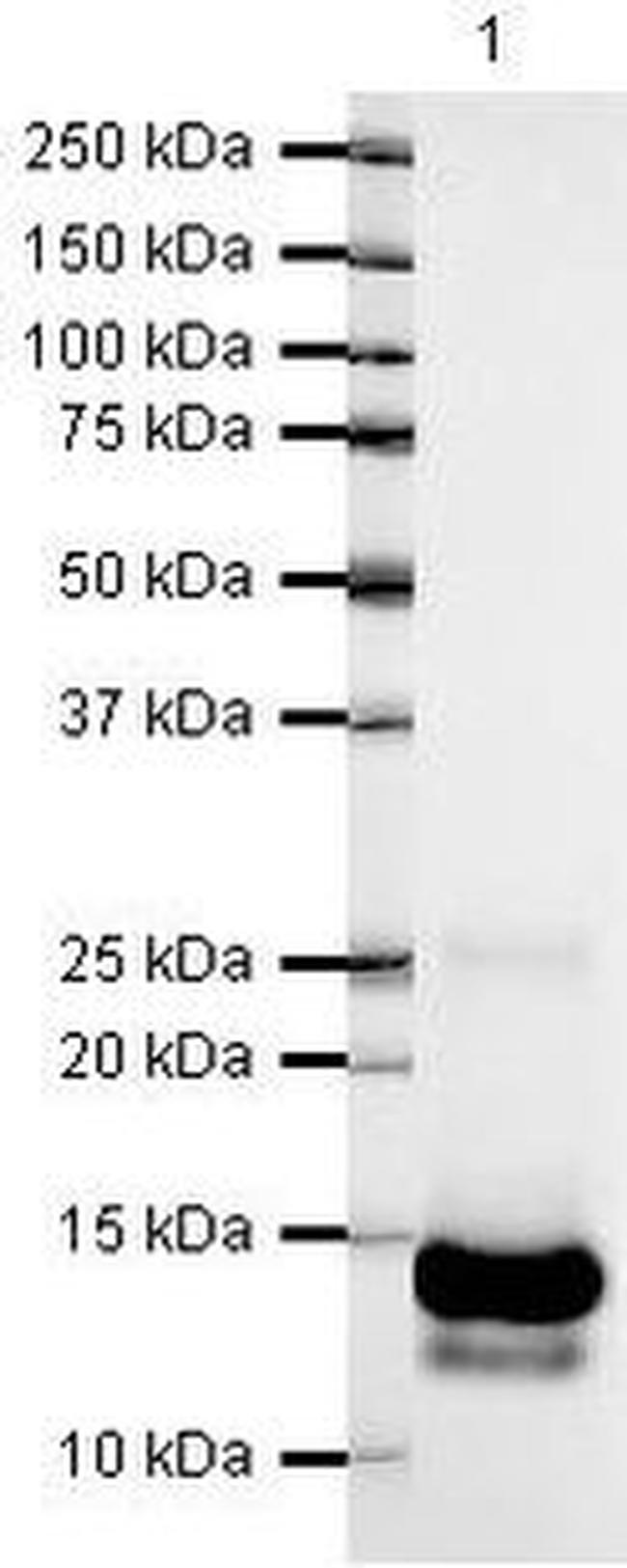 PDGF-B Antibody in Western Blot (WB)