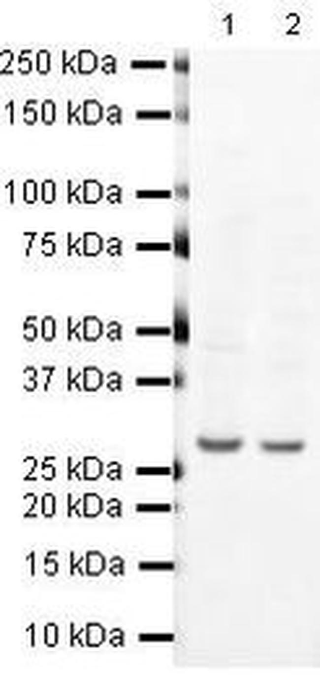 Prohibitin Antibody in Western Blot (WB)