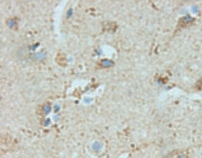 NPY Antibody in Immunohistochemistry (Paraffin) (IHC (P))