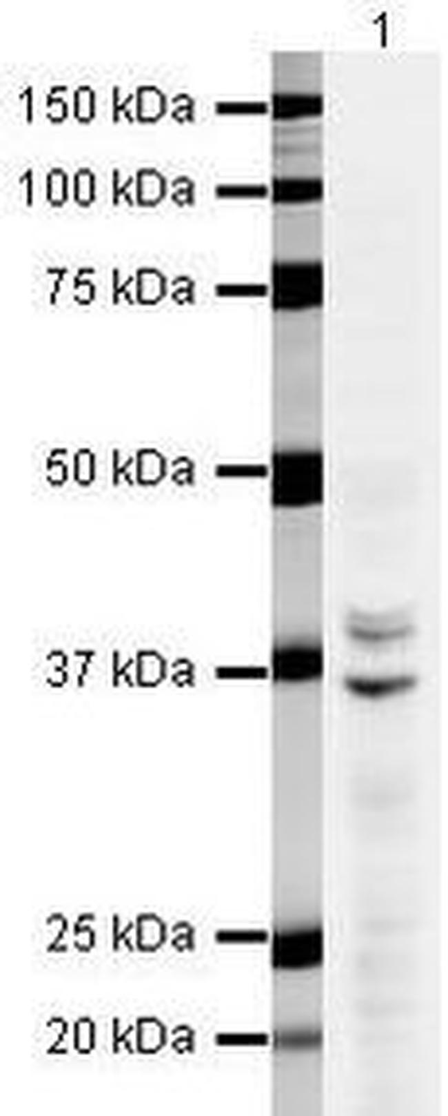 hnRNP A2B1 Antibody in Western Blot (WB)