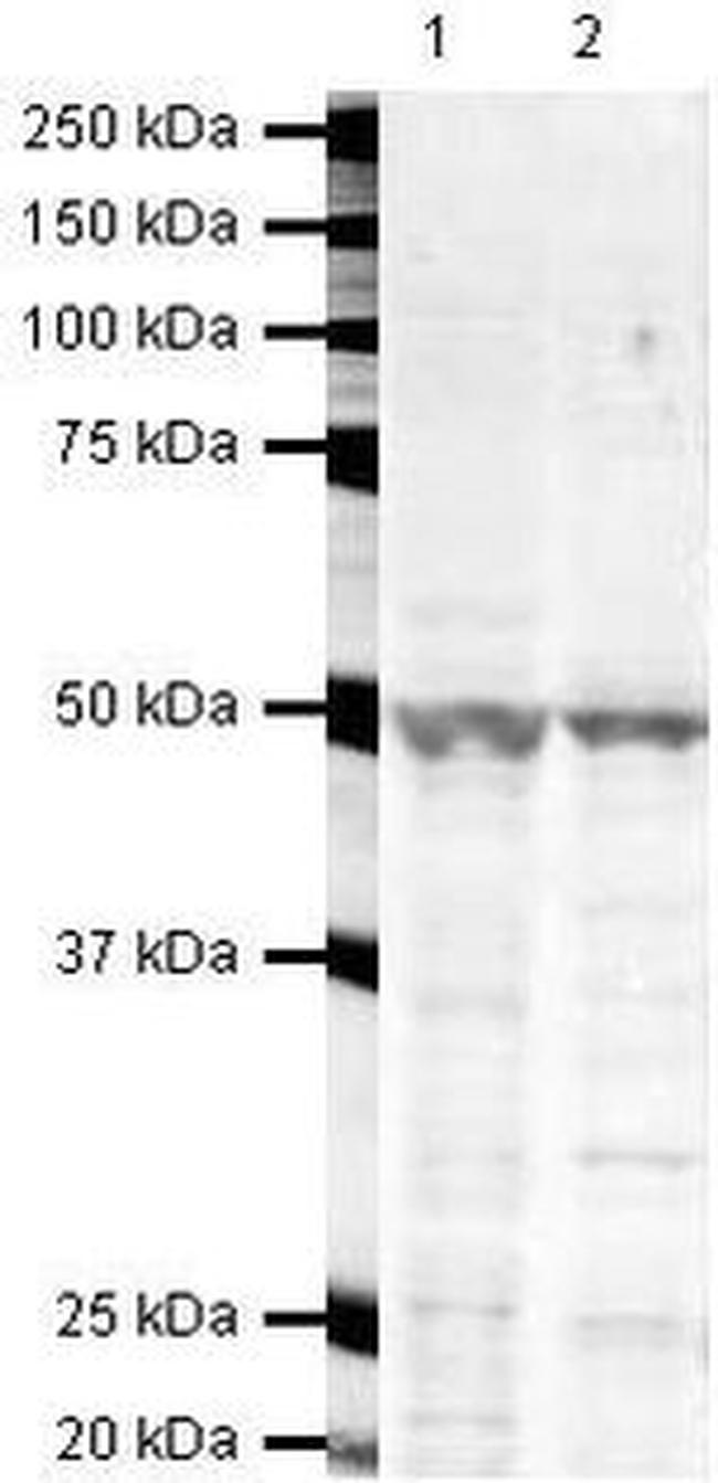 beta Arrestin 1 Antibody in Western Blot (WB)