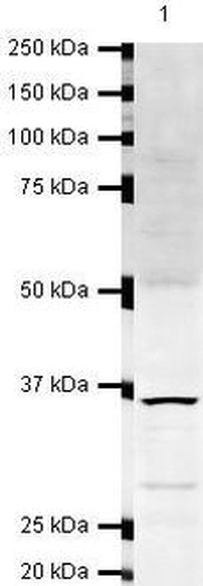 PACT Antibody in Western Blot (WB)