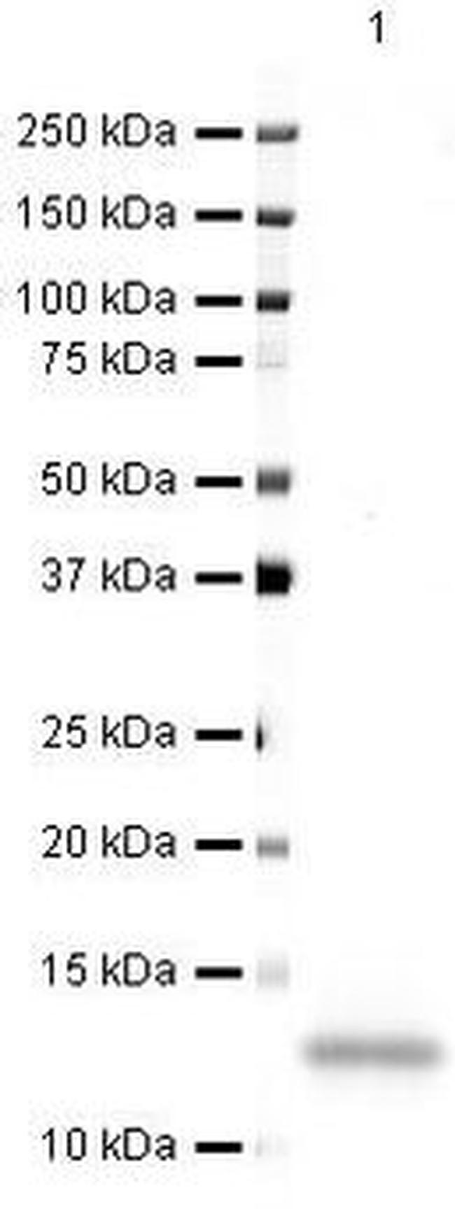 CXCL14 Antibody in Western Blot (WB)