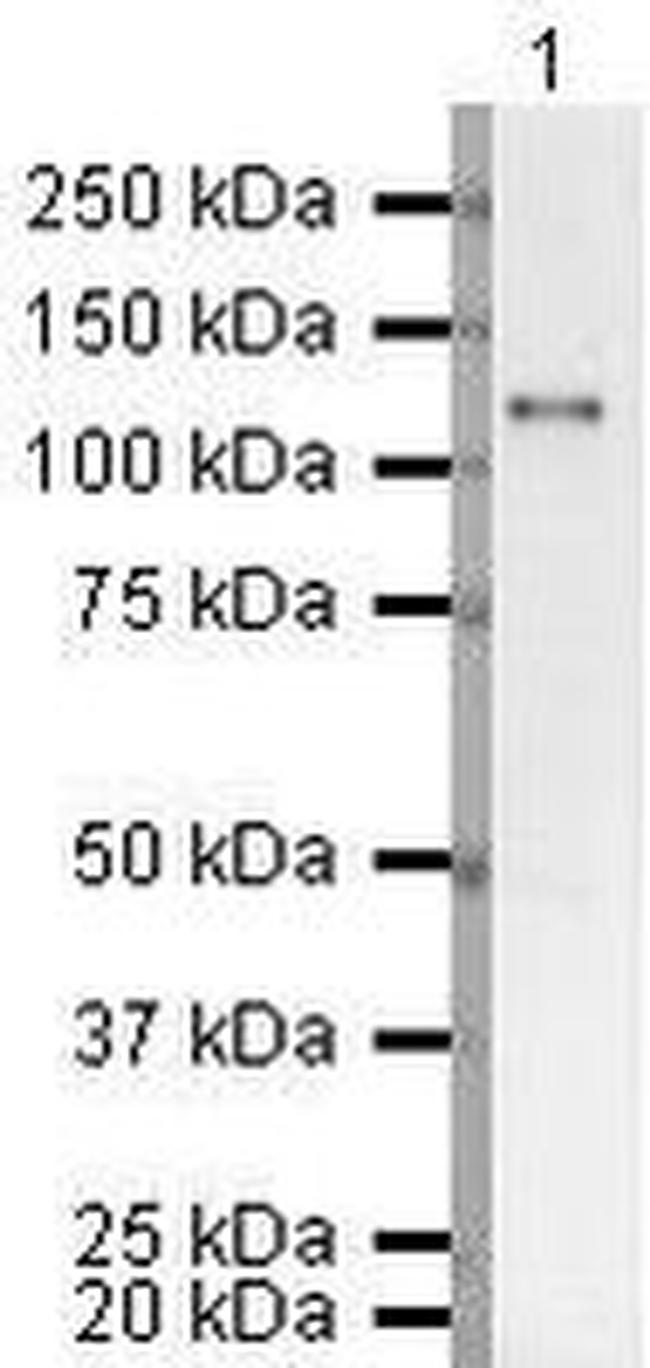 Phospho-SP1 (Thr453) Antibody in Western Blot (WB)