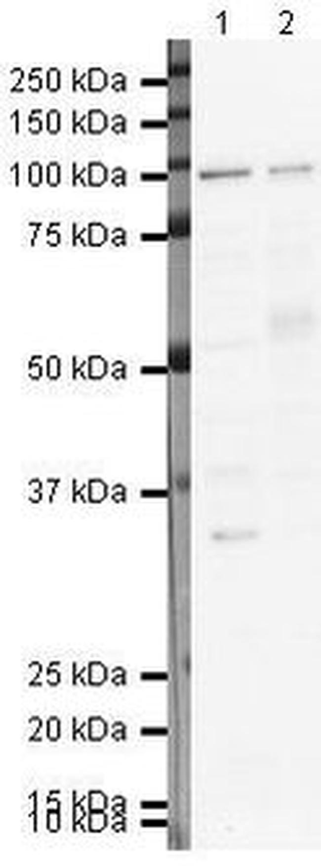 SFPQ Antibody in Western Blot (WB)