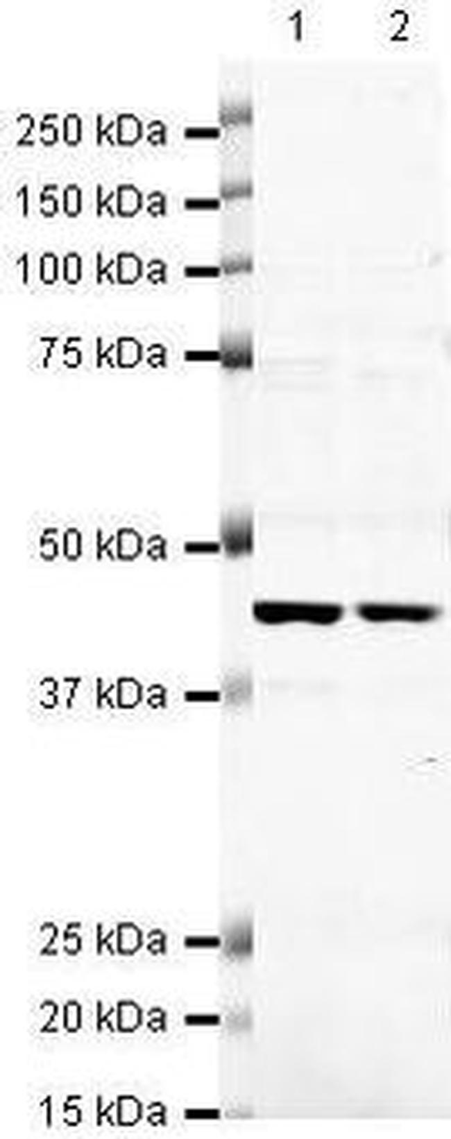 CDK9 Antibody in Western Blot (WB)