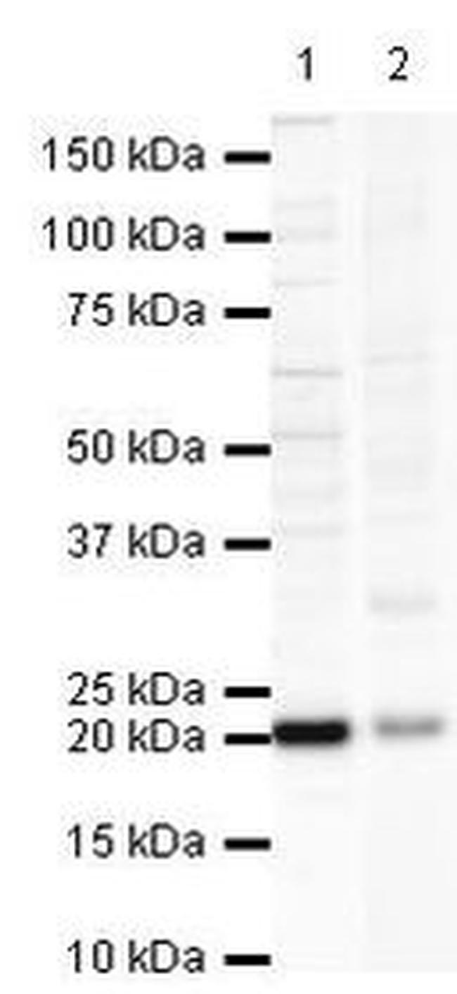 GPX4 Antibody in Western Blot (WB)