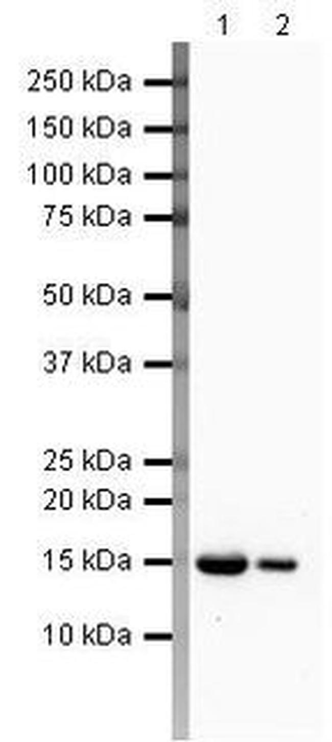 FABP3 Antibody in Western Blot (WB)