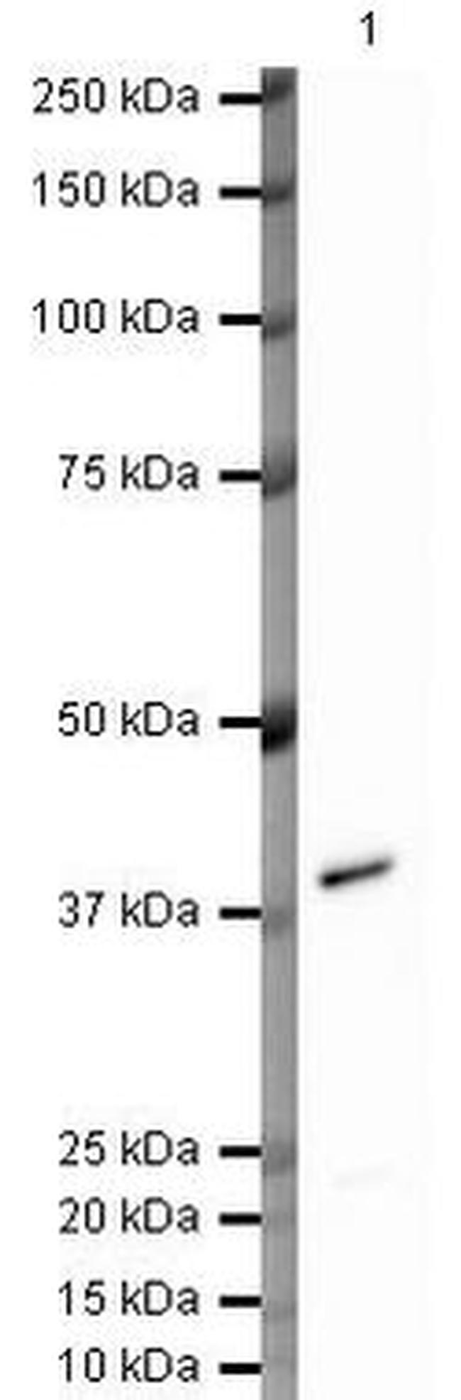 Annexin A1 Antibody in Western Blot (WB)