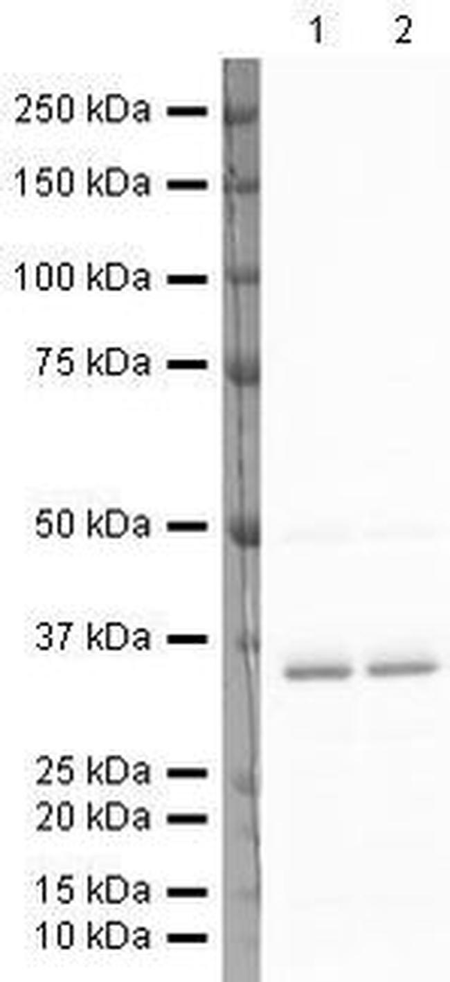 LDHA Antibody in Western Blot (WB)