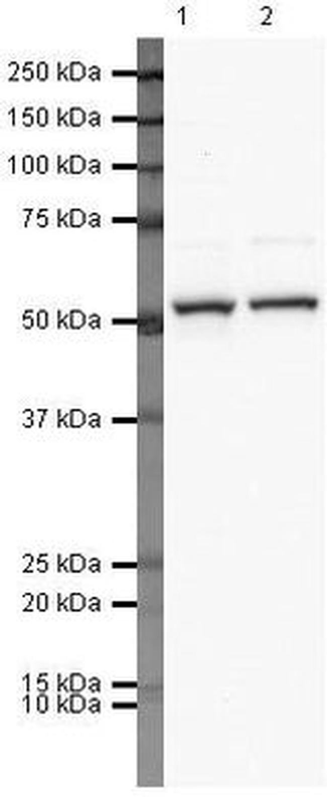 T-bet Antibody in Western Blot (WB)