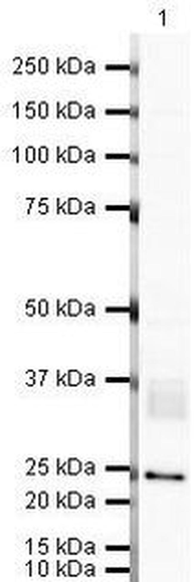 CD82 Antibody in Western Blot (WB)