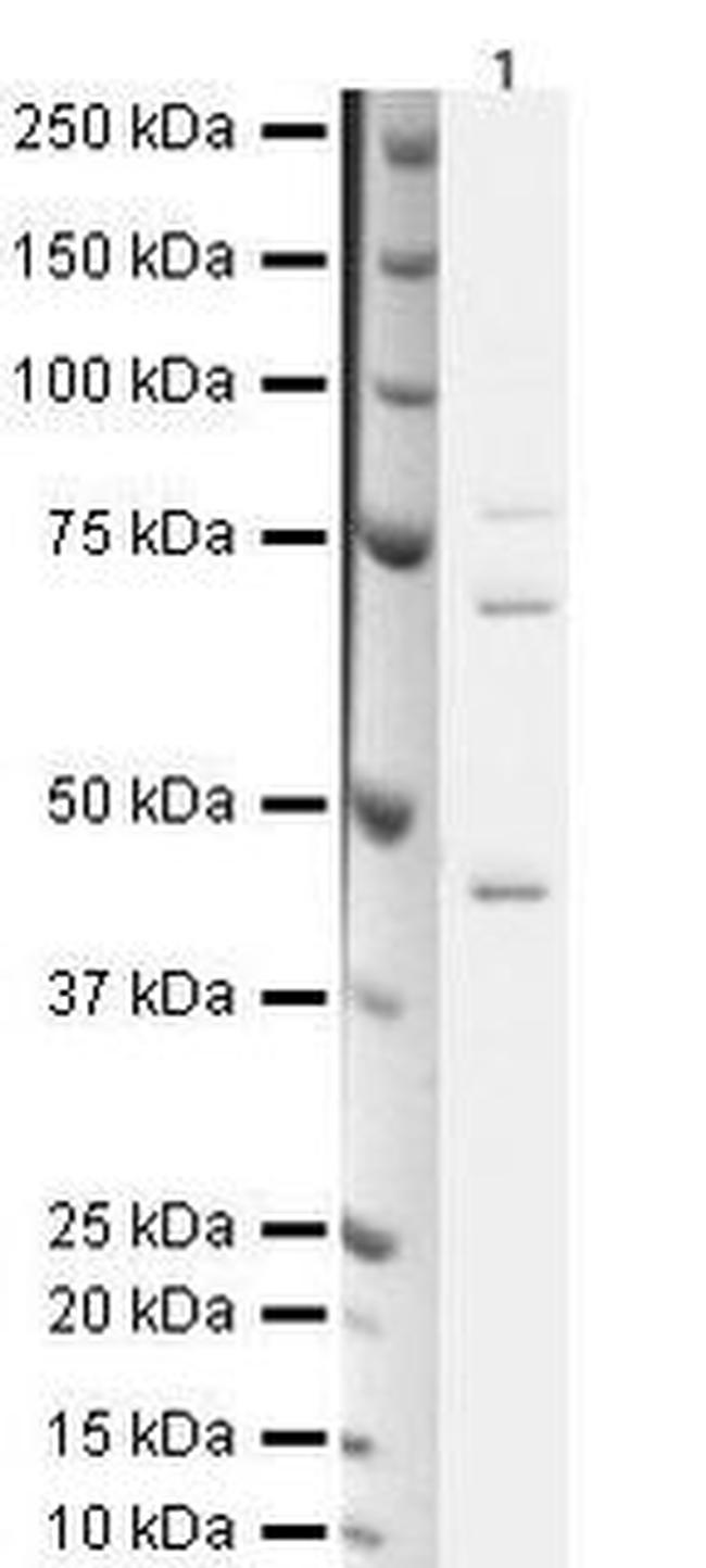 Kindlin Antibody in Western Blot (WB)