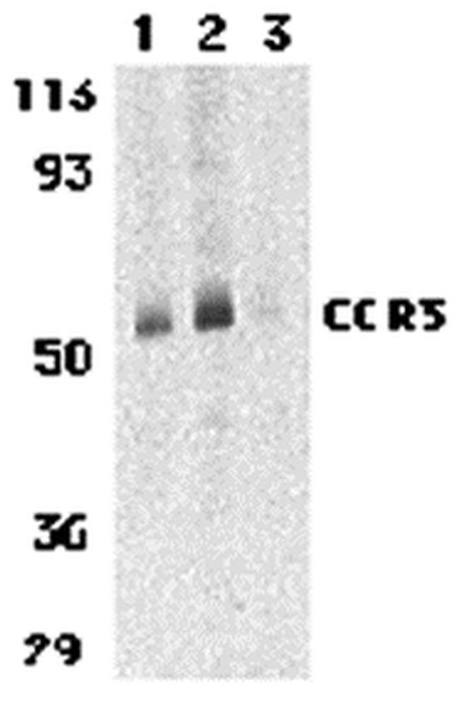 CCR3 Antibody in Western Blot (WB)