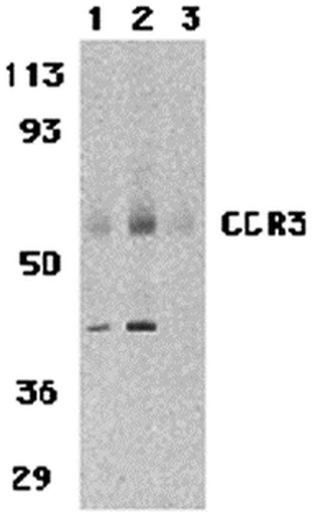 CCR3 Antibody in Western Blot (WB)