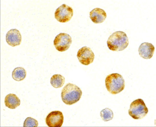 RAIDD Antibody in Immunocytochemistry (ICC/IF)