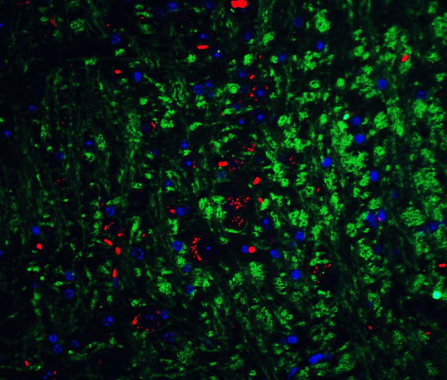 Neurturin Antibody in Immunohistochemistry (IHC)