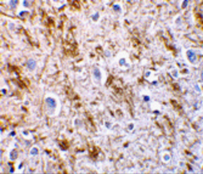 Neurturin Antibody in Immunohistochemistry (IHC)