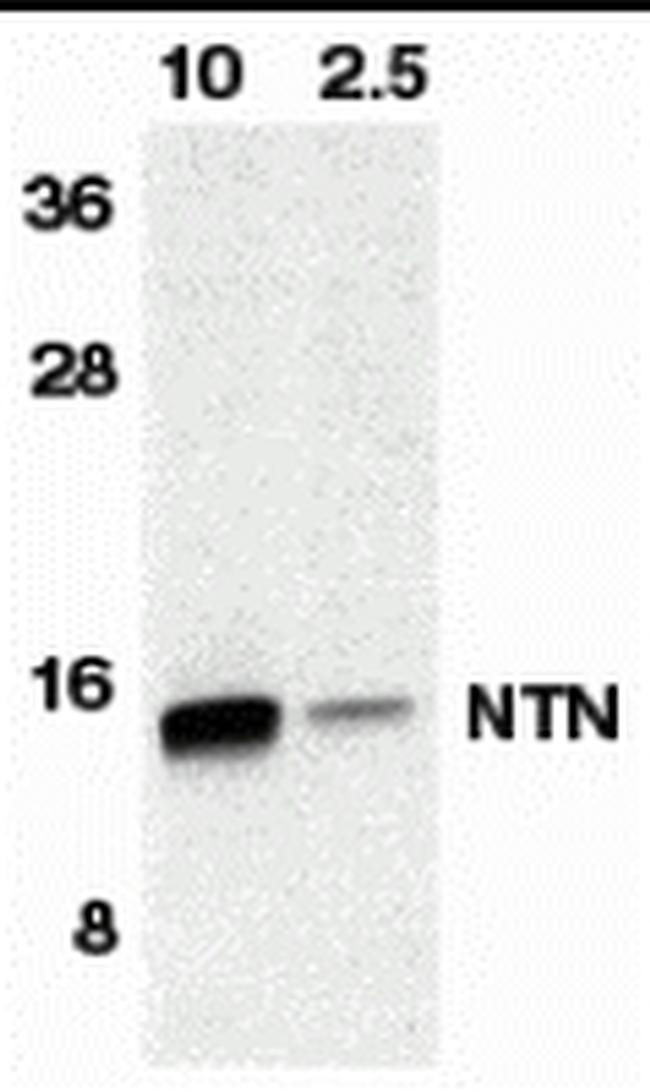 Neurturin Antibody in Western Blot (WB)