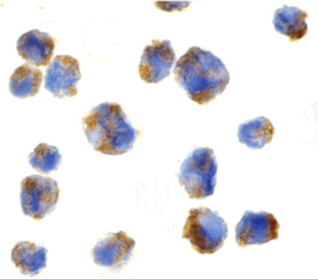 Eotaxin Antibody in Immunocytochemistry (ICC/IF)