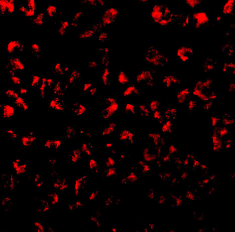 Eotaxin Antibody in Immunocytochemistry (ICC/IF)