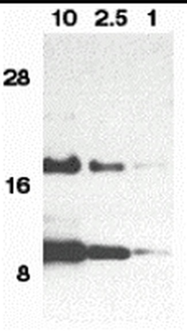 Eotaxin Antibody in Western Blot (WB)