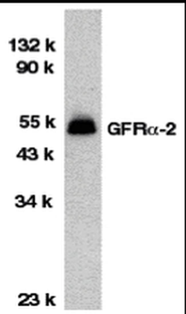 GFR alpha-2 Antibody in Western Blot (WB)