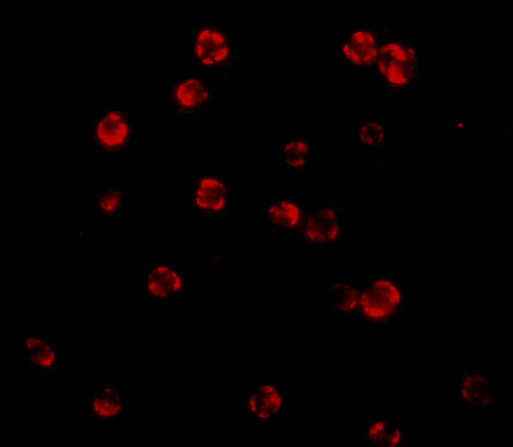 FLIP Antibody in Immunocytochemistry (ICC/IF)