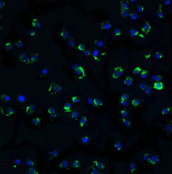 IKK alpha Antibody in Immunocytochemistry (ICC/IF)