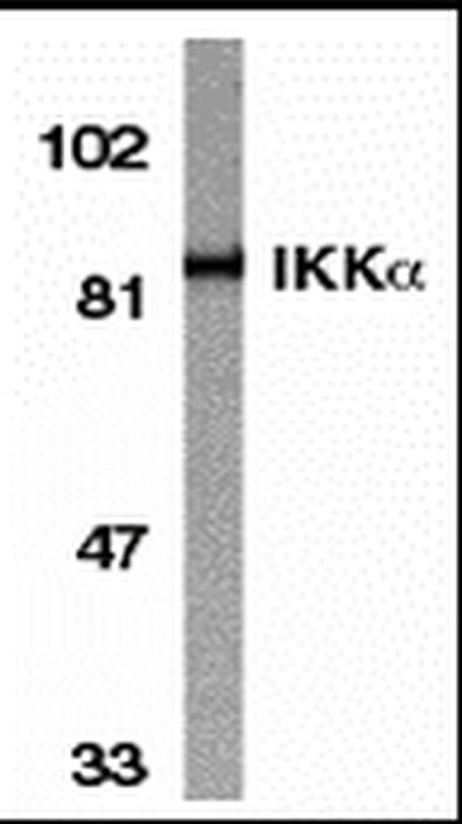 IKK alpha Antibody in Western Blot (WB)