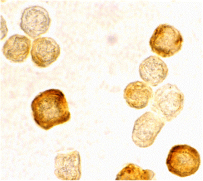 FLIP Antibody in Immunocytochemistry (ICC/IF)