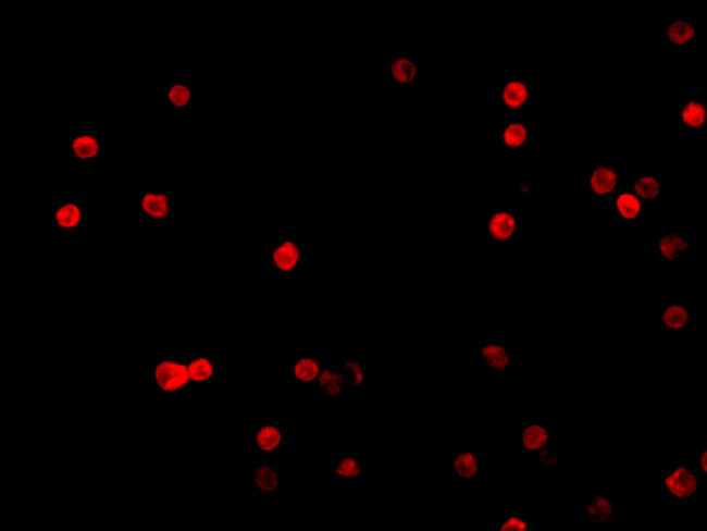 FLIP Antibody in Immunocytochemistry (ICC/IF)