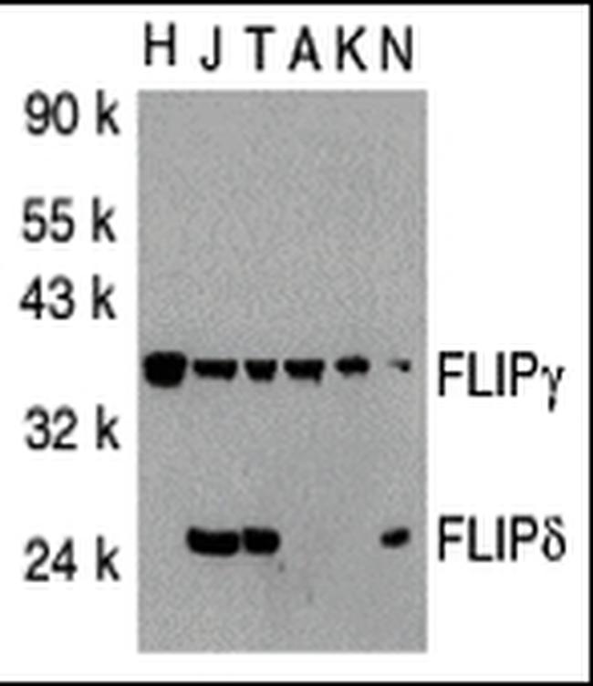 FLIP Antibody in Western Blot (WB)