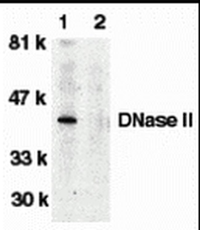 DNase II Antibody in Western Blot (WB)