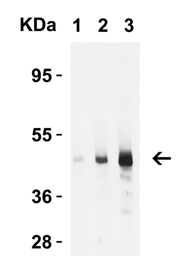 Caspase 9 Antibody in Western Blot (WB)