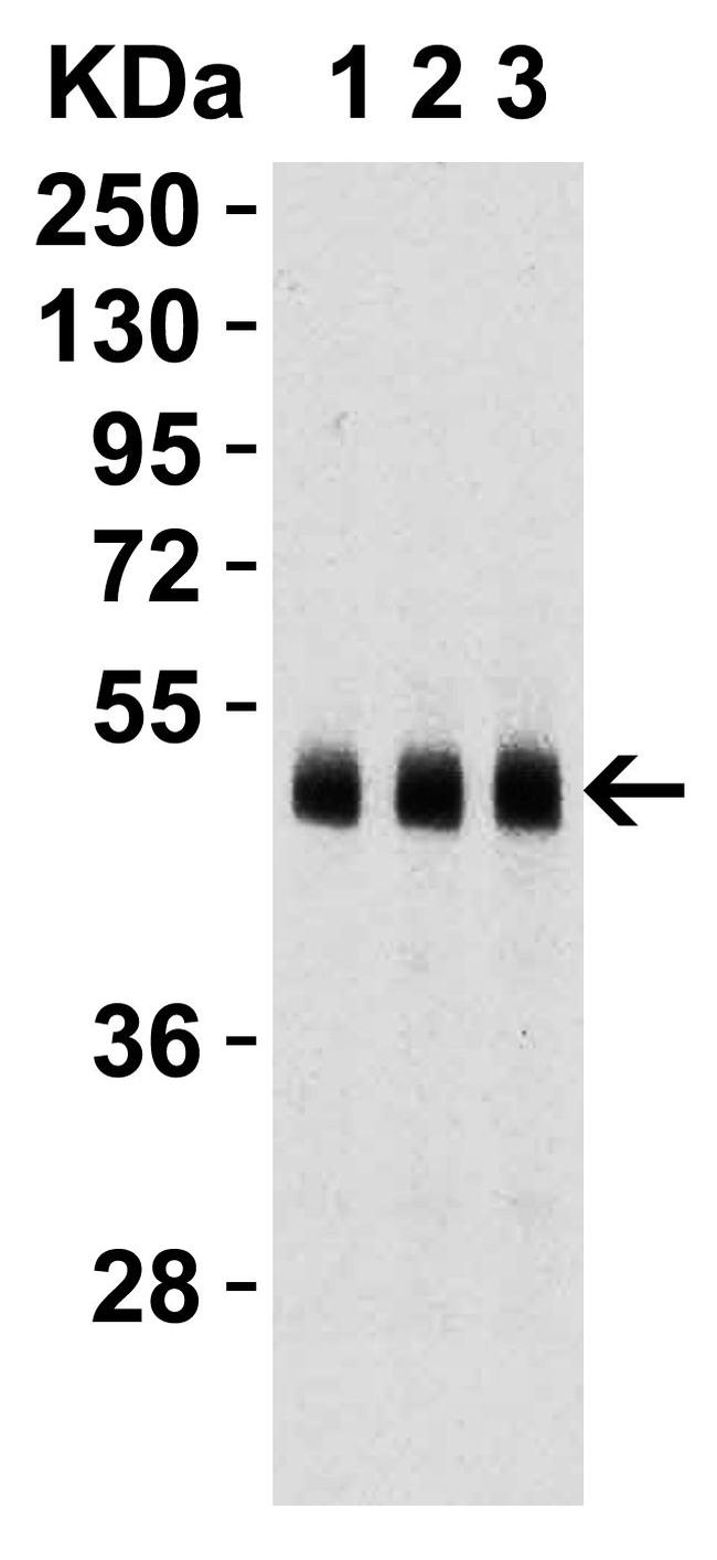 Caspase 9 Antibody in Western Blot (WB)