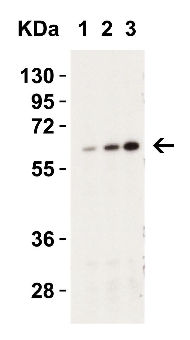 Caspase 9 Antibody in Western Blot (WB)