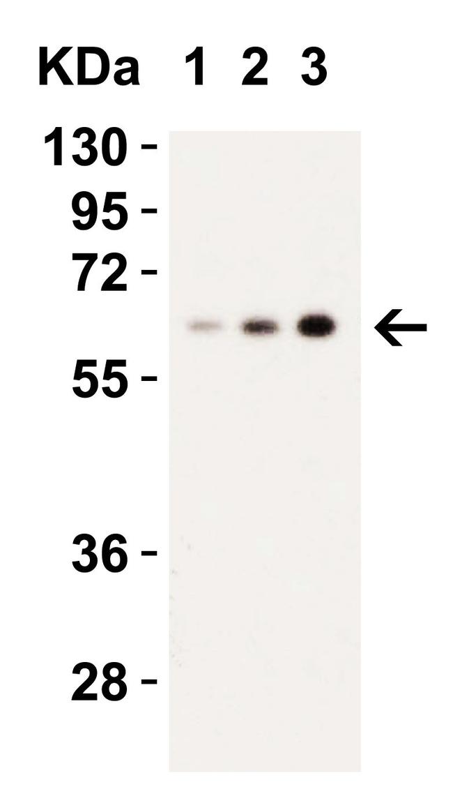 Caspase 9 Antibody in Western Blot (WB)