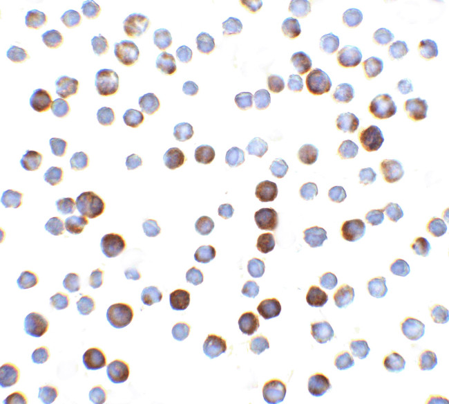 Caspase 9 Antibody in Immunocytochemistry (ICC/IF)