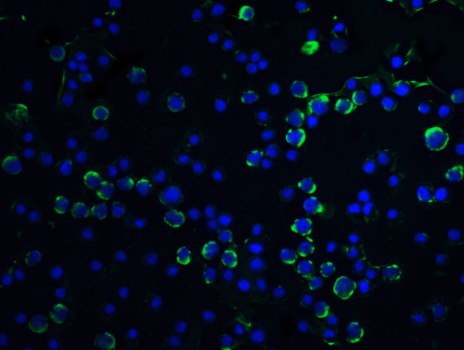 Caspase 9 Antibody in Immunocytochemistry (ICC/IF)