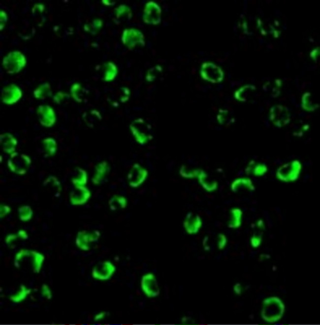 Caspase 9 Antibody in Immunocytochemistry (ICC/IF)