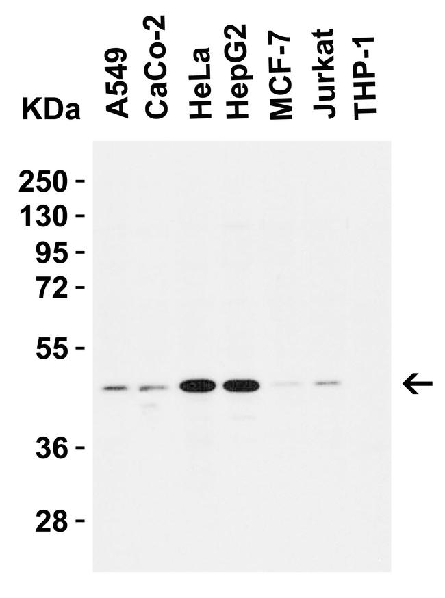 Caspase 9 Antibody in Western Blot (WB)