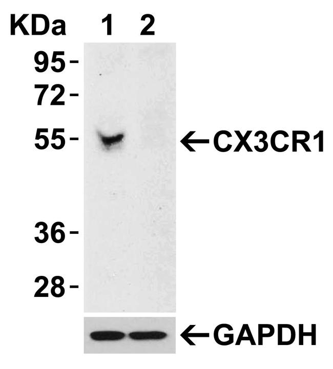 CX3CR1 Antibody in Western Blot (WB)